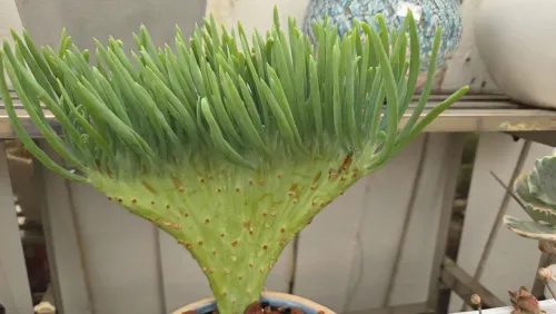 Mermaid Tail Crest succulents