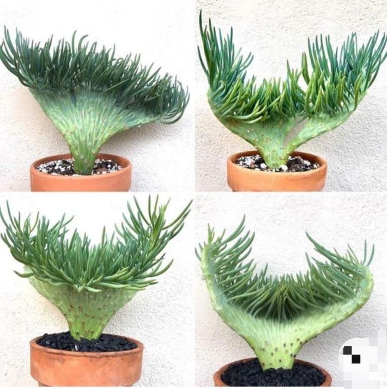 PLANTS 