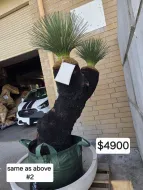 Balga (black boy) Xanthorrhoea and dragon tree landscaper package deal.