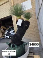 Balga (black boy) Xanthorrhoea and dragon tree landscaper package deal.